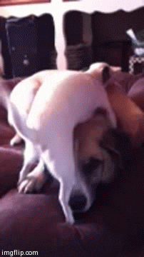 dog GIF