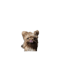 Dog Woof Sticker