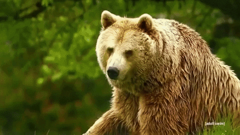 samriley giphygifmaker GIF