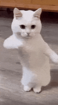 Cat GIF