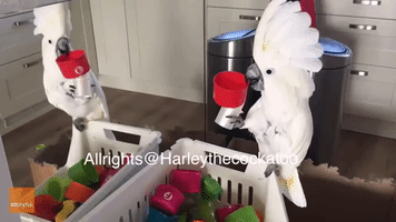 Cockatoo Spots Own Reflection, Falls in Love With Herself All Over Again
