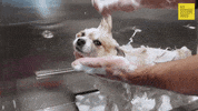 Dog GIF by 60 Second Docs