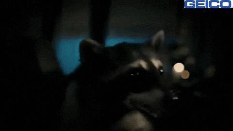 Raccoon GIF by GEICO
