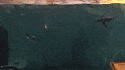 企鵝 GIF by Choc Ye