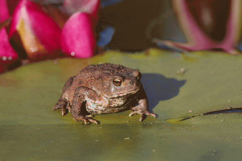 zoom toad GIF