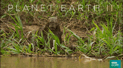oh my god omg GIF by BBC Earth