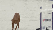 Espn Dogs GIF by American Kennel Club