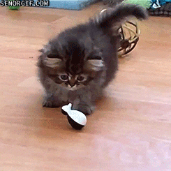 cat frustration GIF by Cheezburger