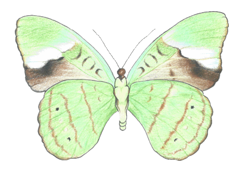 Crown_Affair_ giphyupload hair butterfly luna Sticker