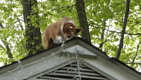 Chill Dog Hangs Out on Roof