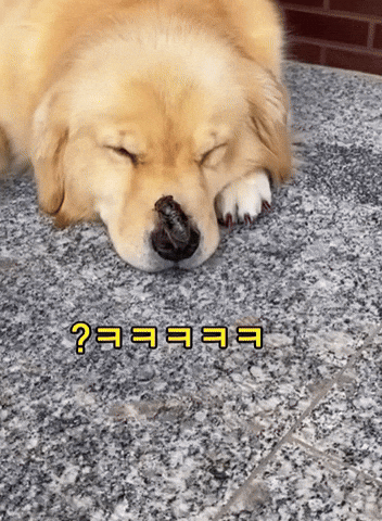 引用:YouTube@동물
