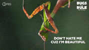 Im Beautiful Praying Mantis GIF by PBS