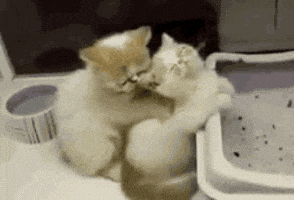 Kitten Cute Cats GIF