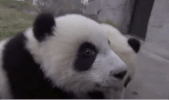 Baby Pandas GIF