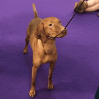westminster dog show dogs GIF by Westminster Kennel Club