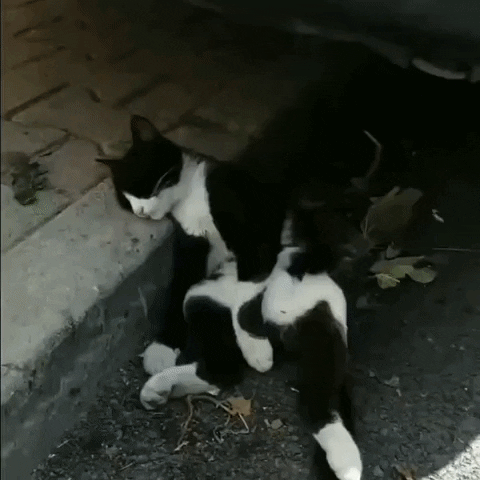 cuteanimalland giphyupload GIF