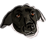 Black Lab Dog Sticker