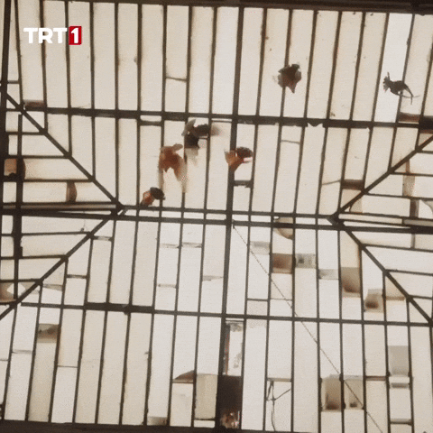 Bird Fly GIF by TRT