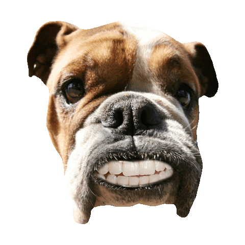 dog STICKER by imoji