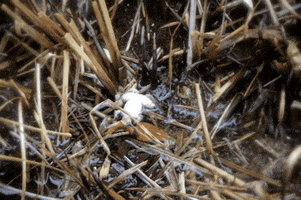 Wundersaar wundersaar GIF