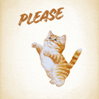 Cute Cat Love GIF