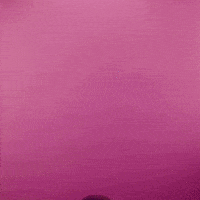 Wednesday Morning Flower GIF by GIPHY Studios 2021