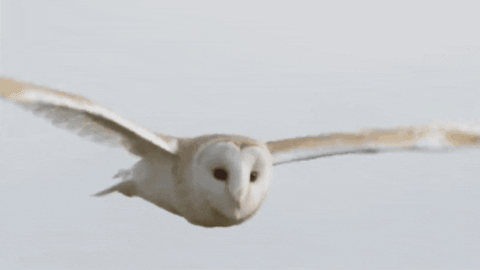 AnimalsForYou giphygifmaker barn owl GIF