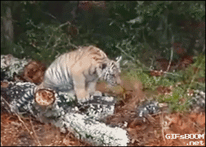 dog tiger GIF