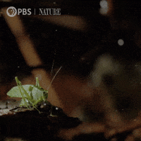 Soaring Costa Rica GIF by Nature on PBS