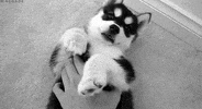 puppy GIF