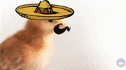 Cinco De Mayo GIF by Hallmark Gold Crown