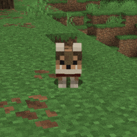 Wolf Cub Dog GIF