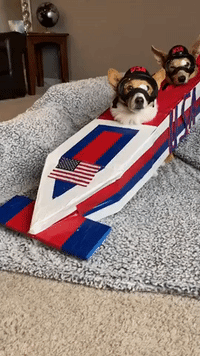 Cute Corgis Ready to Attend Bobsled Games