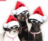 feliz perros GIF