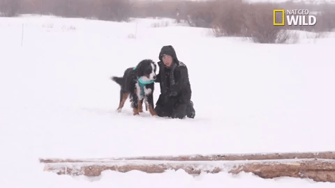 doggie winter wonderland pupparazzi GIF by Nat Geo Wild