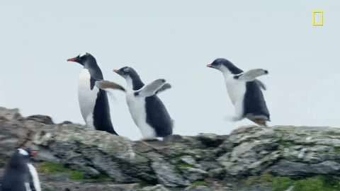 nat geo penguins GIF by National Geographic Channel