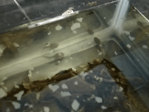 Education Experiment GIF by DIIMSA Stock