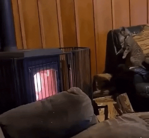 bobbygreen1417 giphygifmaker toohot GIF