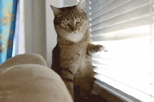 cat play GIF