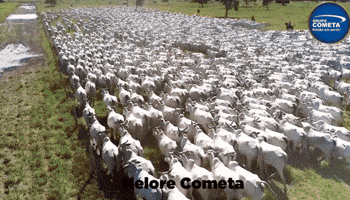 Mato Grosso Nelore GIF by Grupo Cometa