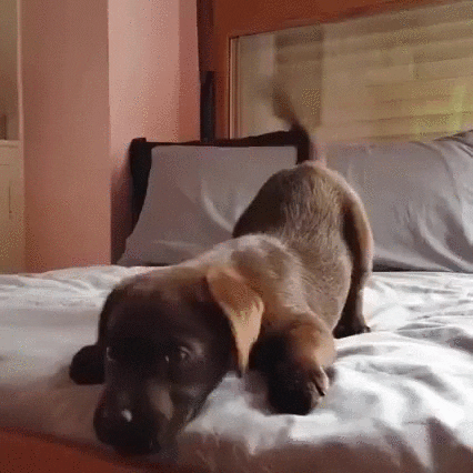 bed someone GIF