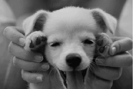 cute puppy GIF