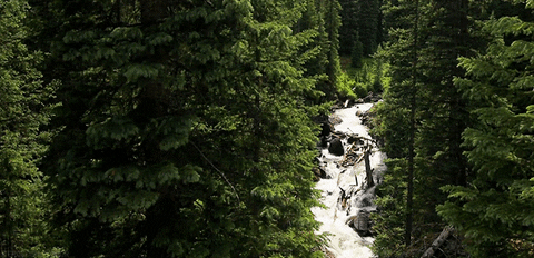forest river GIF by Jerology