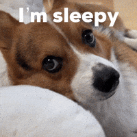 Dog Im Sleepy GIF