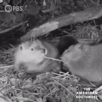Tug Of War Siblings GIF by PBS