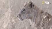 african cats big cat week GIF by Nat Geo Wild 
