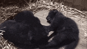 etats unis video GIF by BFMTV