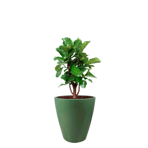 FiberPotxMacetas giphyupload giphystrobetesting macetas fiberpotx Sticker