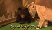 Scared Bear GIF