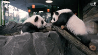 Berlin Zoo's Twin Panda Cubs Tumble Around During Public Debut